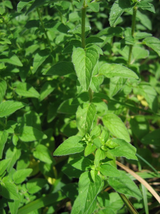 Origanum vulgare